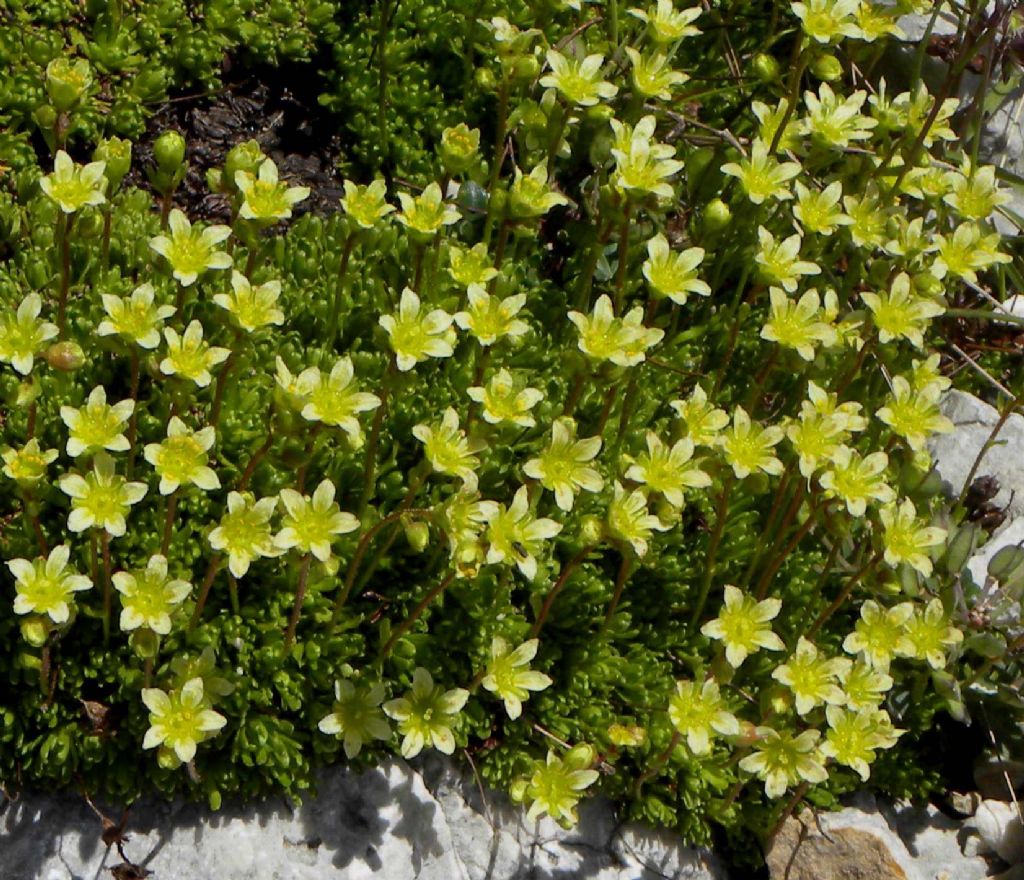 quale Saxifraga?  Saxifraga gr. exarata